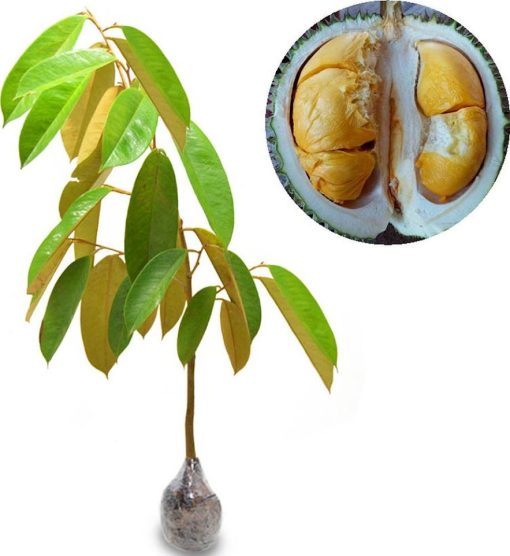 bibit tanaman buah durian duri hitam Banten