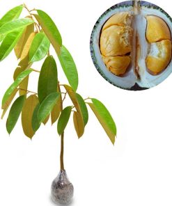 Bibit Tanaman Buah Durian Duri Hitam Solok