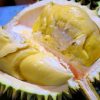 Bibit Tanaman Buah Durian Montong Cirebon