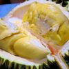 Bibit Tanaman Buah Durian Montong Jawa Timur