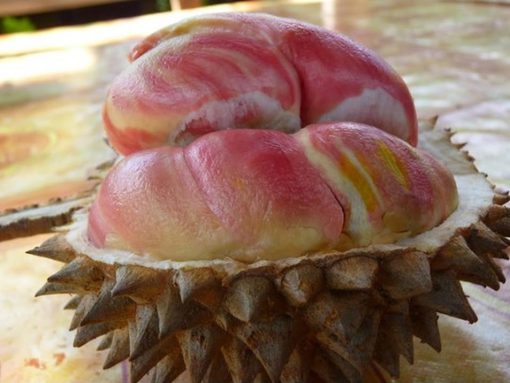Bibit Tanaman Buah Durian Pelangi Jawa Timur