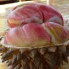 Bibit Tanaman Buah Durian Pelangi Jakarta