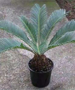 tanaman hias indor cycas tanaman hias palm sikas pohon palem sikas Jayapura