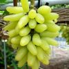 bibit buah anggur pizzutelo bianco Kupang