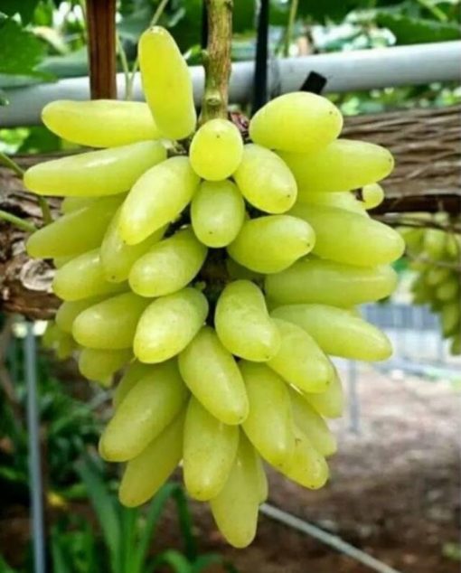 bibit buah anggur pizzutelo bianco Kupang