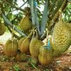 bibit durian montong stek okulasi Langsa