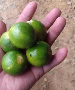 Bibit jeruk sonkit Kalimantan Utara