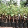 Bibit anggur import black finger Grafting Aceh