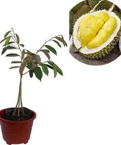 bibit durian musangking unggulan dan super tanaman benih buah Pariaman