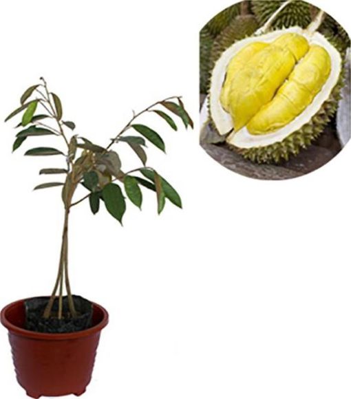 bibit durian musangking unggulan dan super tanaman benih buah Pariaman