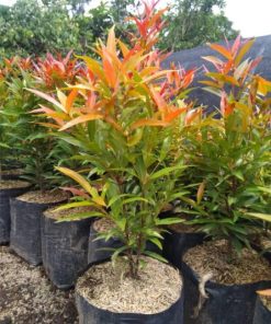 tanaman pucuk merah Kalimantan Selatan