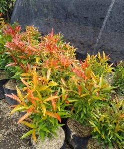 tanaman pucuk merah Lampung