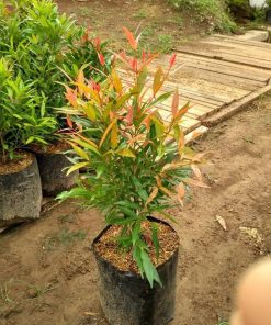 bibit bunga pucuk merah syzygium oleina Sumatra Utara