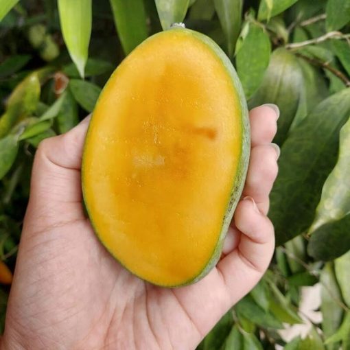 Bibit Mangga Manalagi super Banten