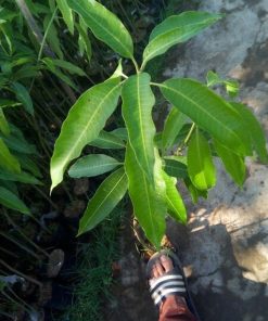 Bibit Mangga Manalagi super Banten