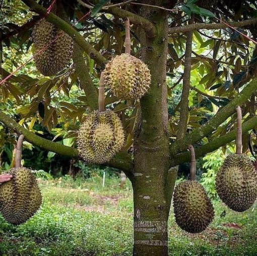 bibit durian bawor kaki 3 okulasi unggul Malang