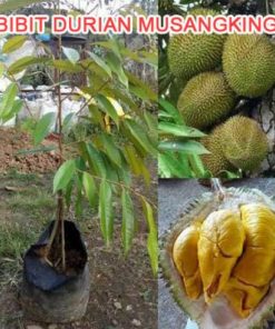 bibit durian musangking kaki 3 grade a Sibolga