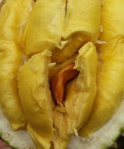 bibit durian musangking kaki 3 unggulan Bangka Belitung