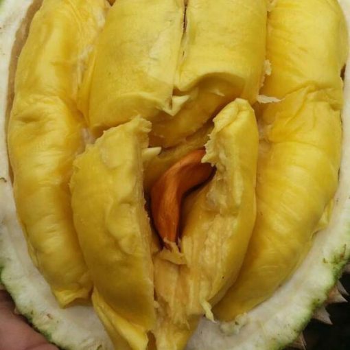 bibit durian musangking kaki 3 unggulan Bangka Belitung