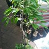 bibit buah durian duri hitam okulasi cepat berbuah Probolinggo