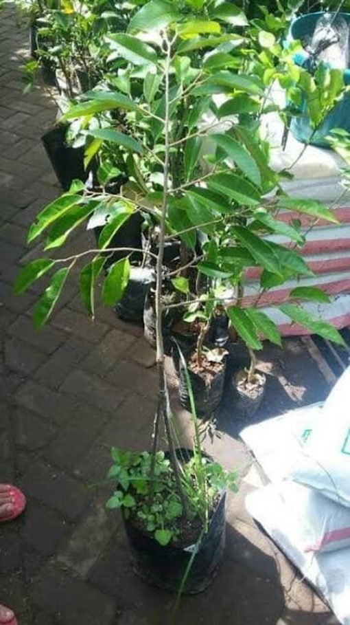 bibit buah durian duri hitam okulasi cepat berbuah Probolinggo