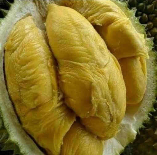 bibit buah durian bawor super murah Jakarta