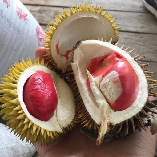 Bibit Durian Merah Unggul Balikpapan