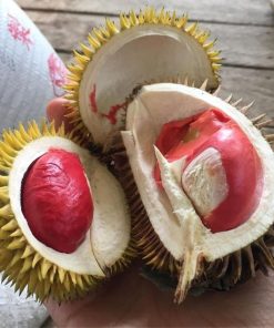 Bibit Durian Merah Unggul Aceh