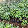 bibit durian jenis bawor murah bayar di tempat Kotamobagu