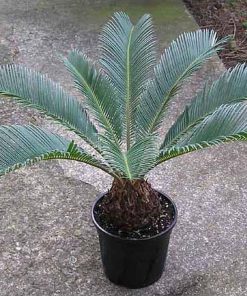 tanaman hias pohon palem sikas 30 cm Aceh