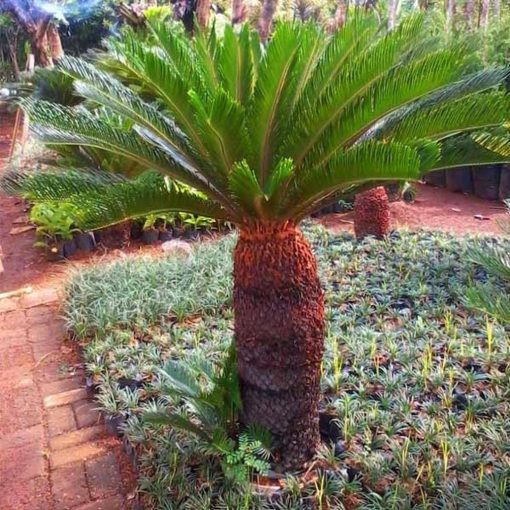 tanaman hias pohon palem sikas 30 cm Sulawesi Tenggara