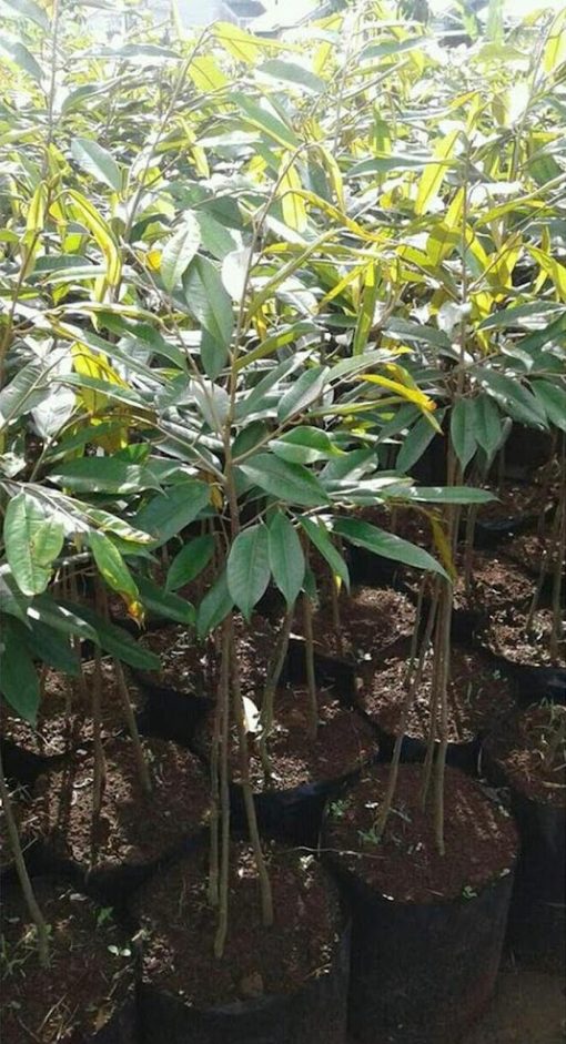 zer0 bibit pohon durian bawor 1 meter kaki 3 rest0ck Pangkalpinang