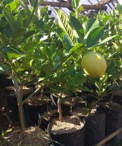Bibit jeruk lemon california import hasil cangkok cepat berbuah Kotamobagu