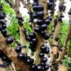 Bibit Anggur Brazil Sulawesi Tengah