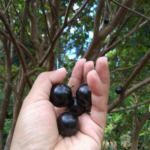 Bibit Pohon Anggur Sabara Bukittinggi