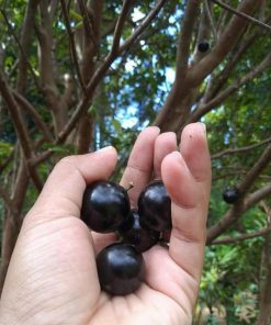 Bibit Pohon Anggur Sabara Sumatra Utara
