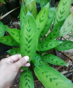 pohon chalatea tanaman hias meranti bambu pohon chalatea leopardina Banjar