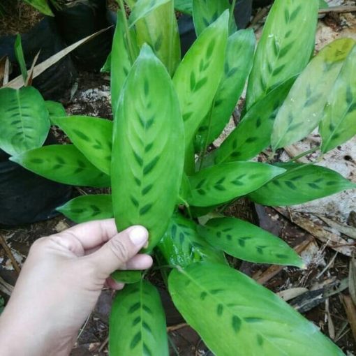 pohon chalatea tanaman hias meranti bambu pohon chalatea leopardina Banjar