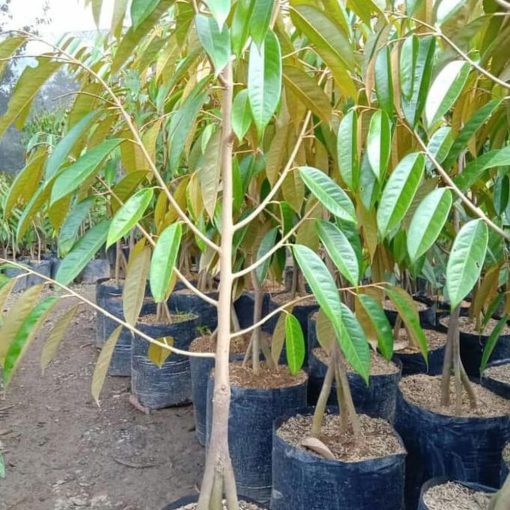 bibit durian montong sedling kaki 3 tanaman buah super unggul wisata agrotani Padang Sidempuan