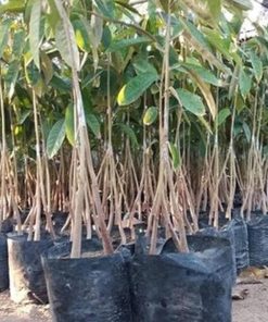 bibit durian montong sedling kaki 3 tanaman buah super unggul wisata agrotani Jawa Barat