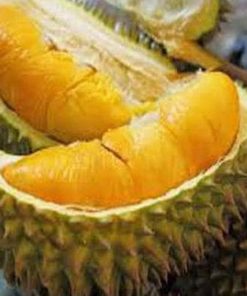 bibit durian montong sedling kaki 3 tanaman buah super unggul wisata agrotani Jawa Timur