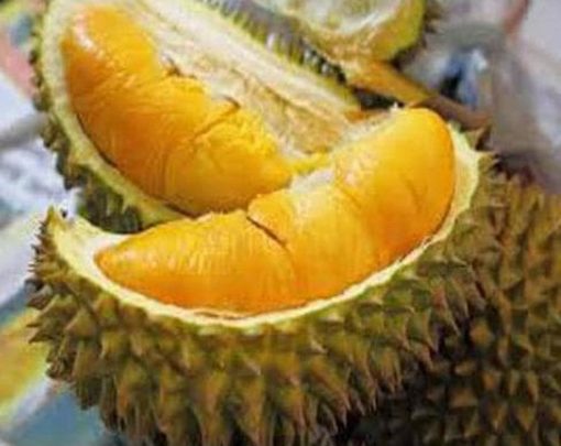 bibit durian montong sedling kaki 3 tanaman buah super unggul wisata agrotani Jawa Timur