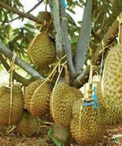 bibit durian montong sedling kaki 3 tanaman buah super unggul wisata agrotani Kalimantan Timur