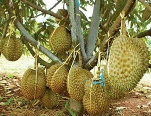 bibit durian montong sedling kaki 3 tanaman buah super unggul wisata agrotani Kalimantan Timur