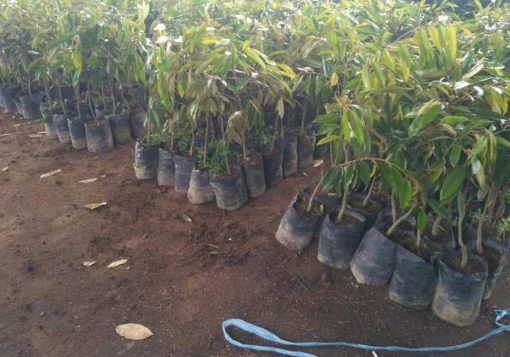 tanaman bibit buah durian musangking Banjar