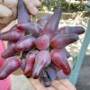 Bibit anggur import jenis Oscar Unggul Lubuklinggau