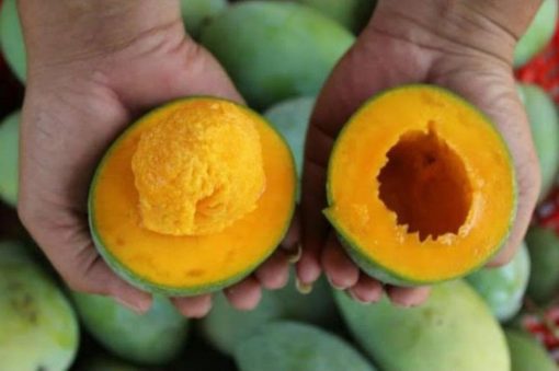 Bibit Mangga Alpukat Okulasi Berkualitas Padangpanjang