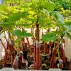 Bibit anggur import baikonur Grafting Kota Administrasi Jakarta Barat