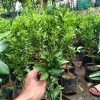 bibit jeruk tongheng Kota Administrasi Jakarta Timur