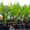 Bibit kelapa pandan wangi thailand asli import 100 Jawa Tengah